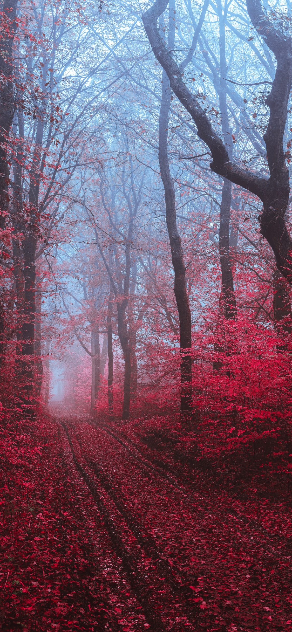 Обои дерево, красный цвет, природа, природный ландшафт, окружающая среда в разрешении 1125x2436