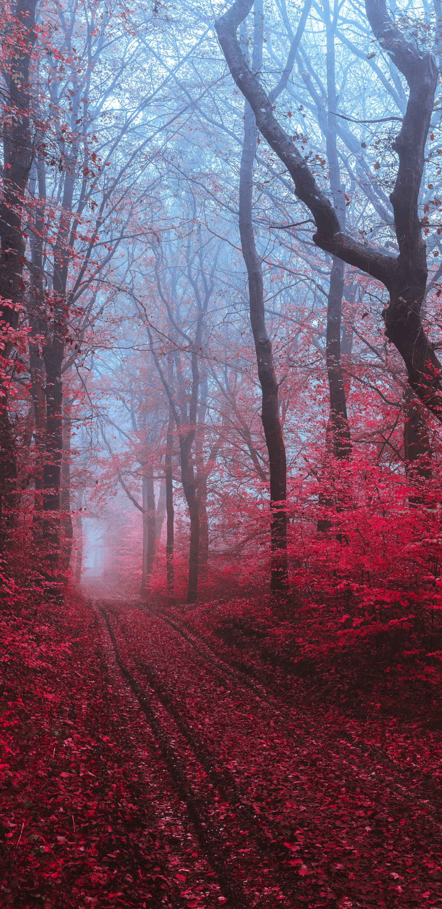 Обои дерево, красный цвет, природа, природный ландшафт, окружающая среда в разрешении 1440x2960