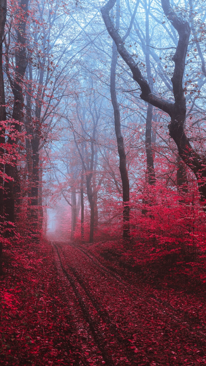Обои дерево, красный цвет, природа, природный ландшафт, окружающая среда в разрешении 720x1280