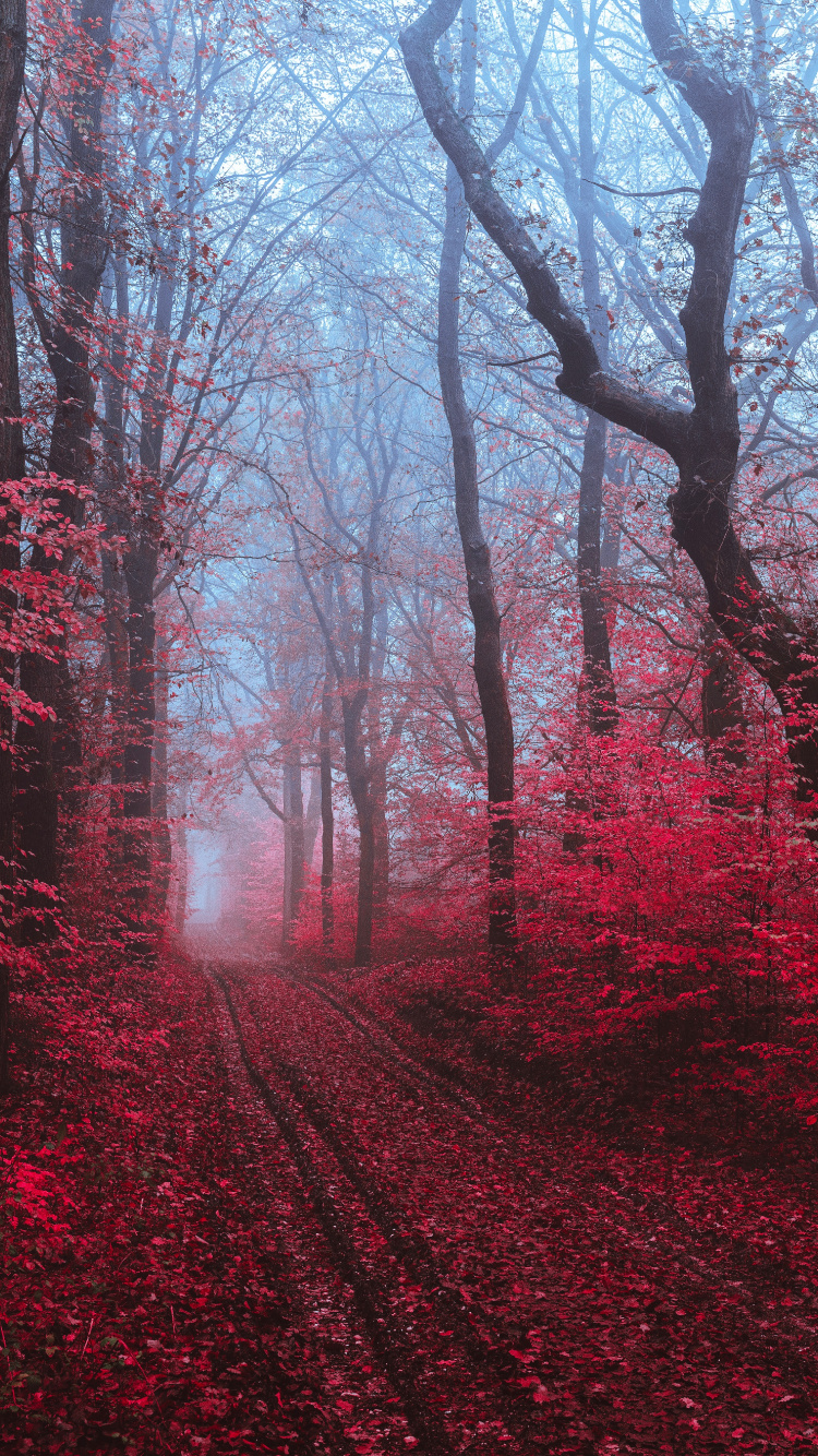 Обои дерево, красный цвет, природа, природный ландшафт, окружающая среда в разрешении 750x1334