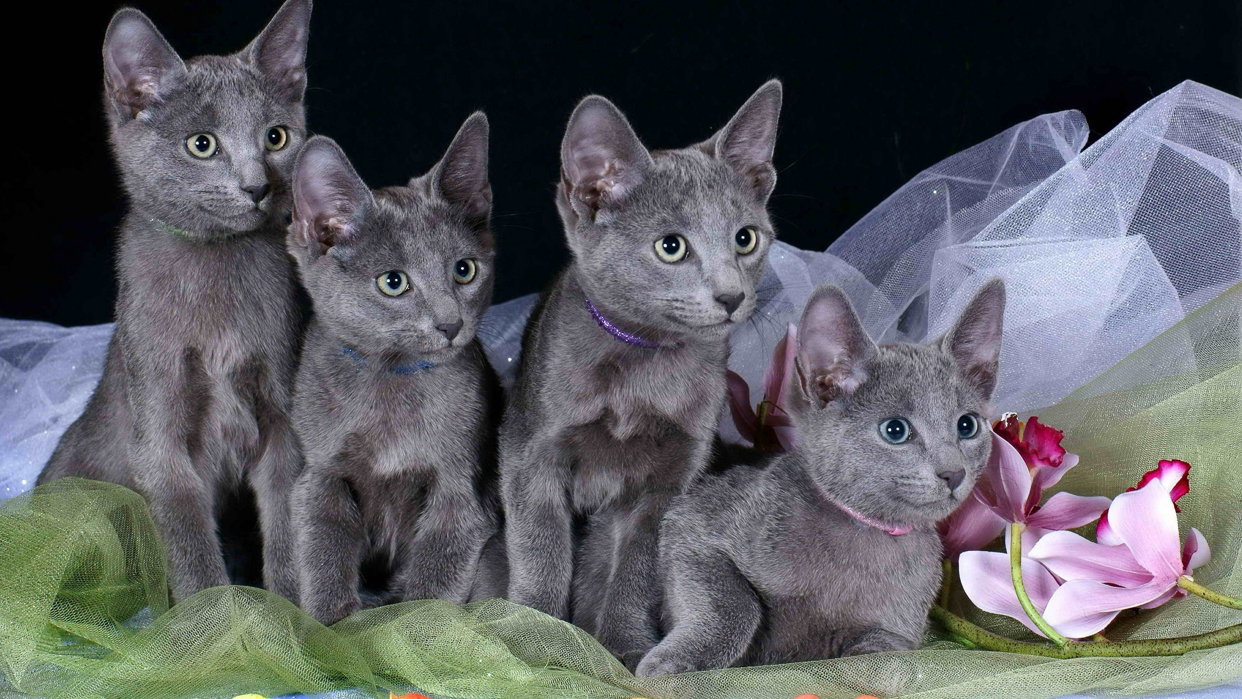 Обои котенок, привлекательность, корат, шартрез, гималайская кошка в разрешении 2560x1440