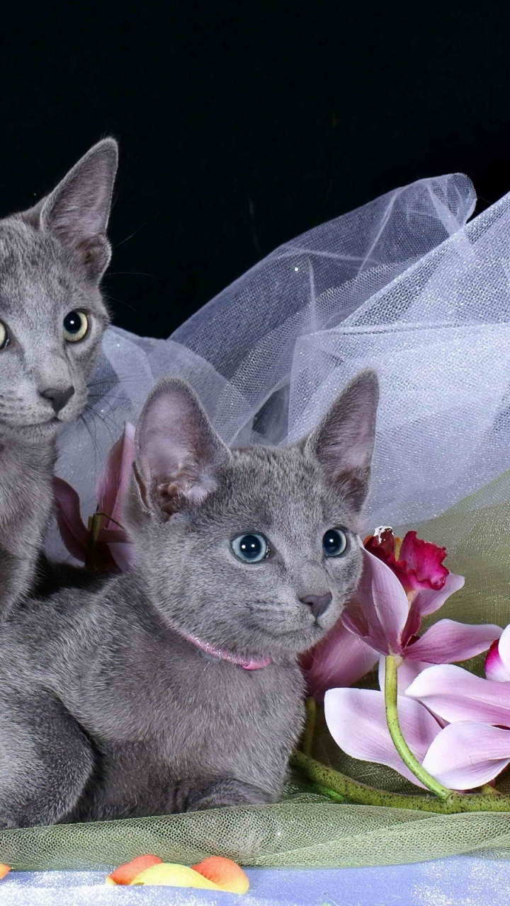 Обои котенок, привлекательность, корат, шартрез, гималайская кошка в разрешении 720x1280