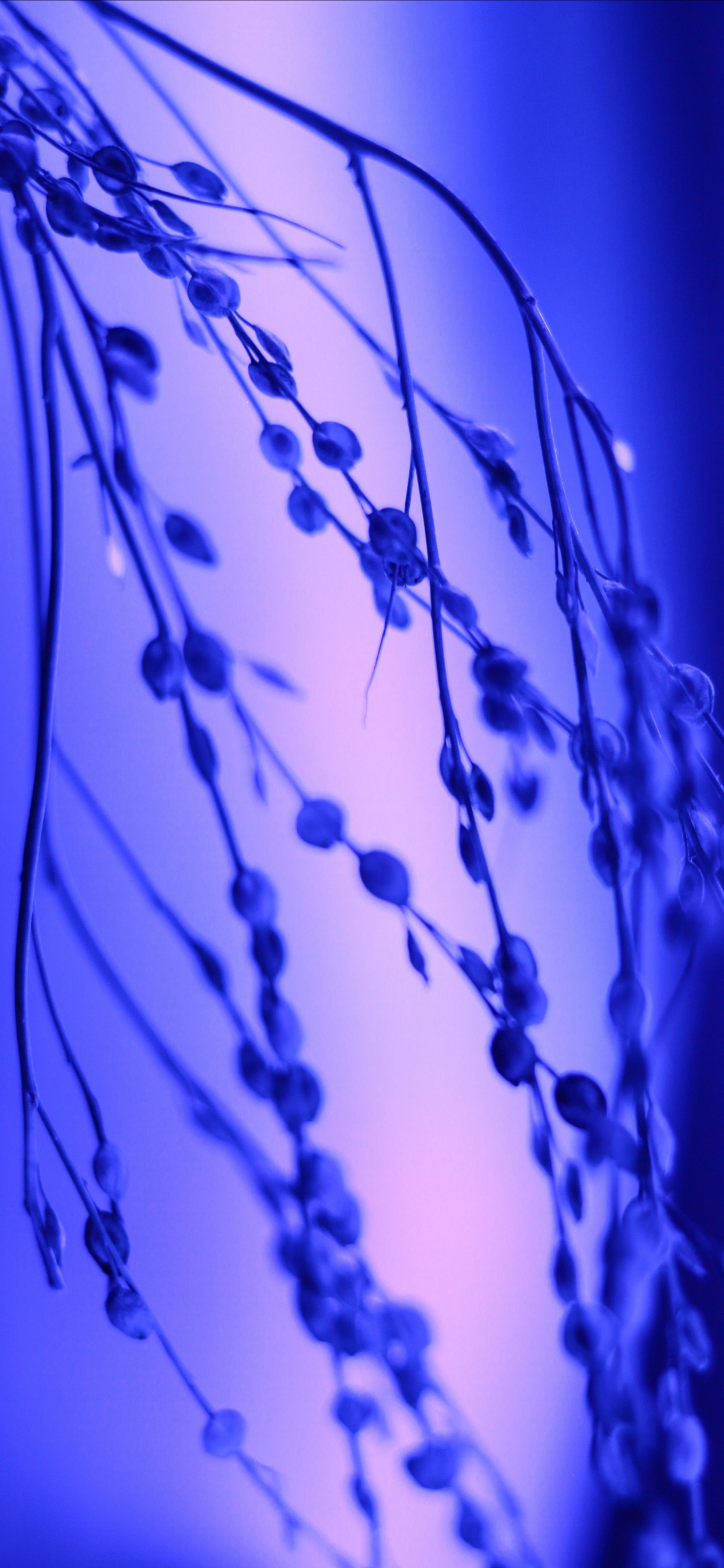 Обои вода, синий кобальт, мажорель синий, синий, электрик в разрешении 1242x2688