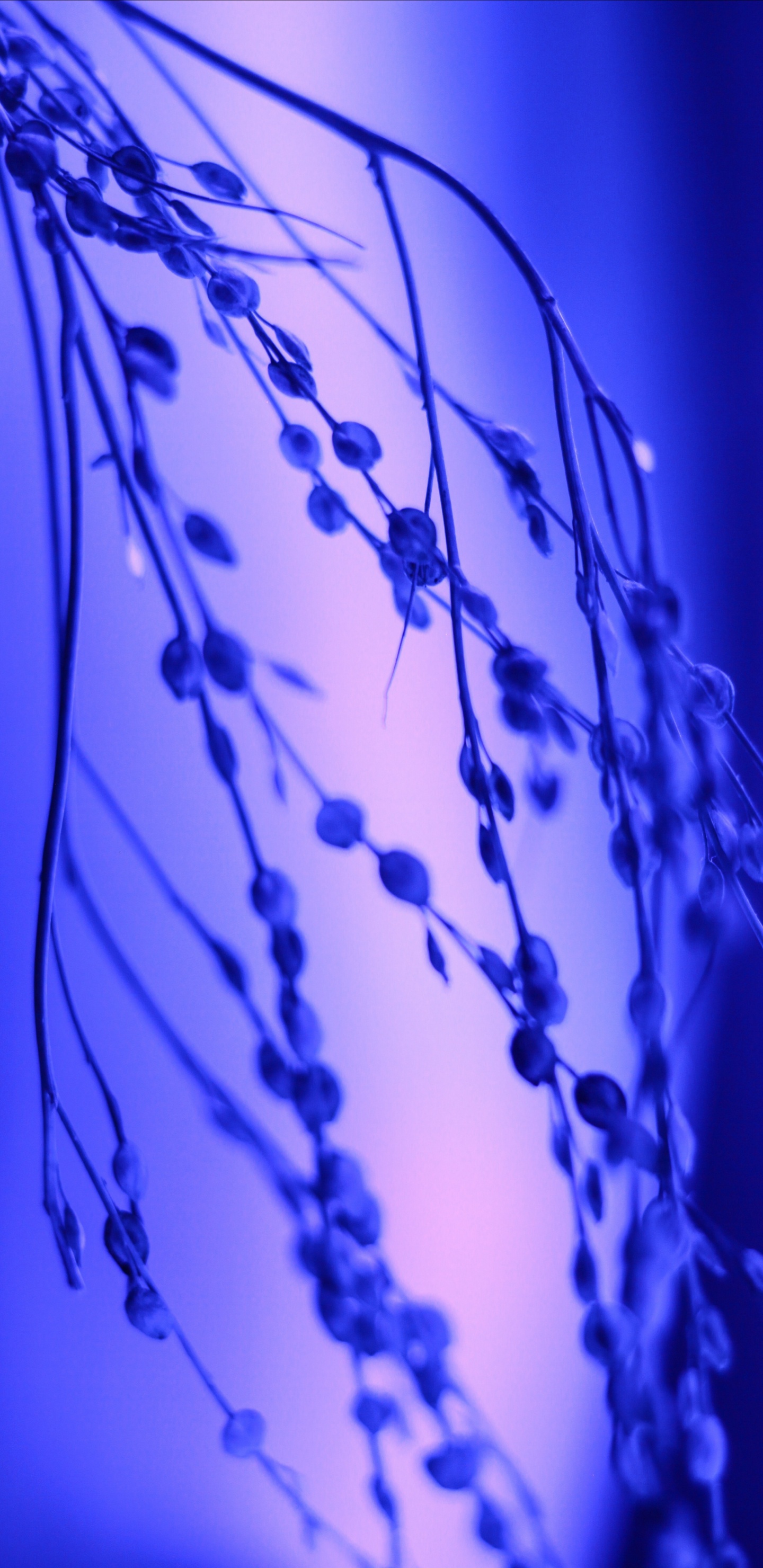 Обои вода, синий кобальт, мажорель синий, синий, электрик в разрешении 1440x2960