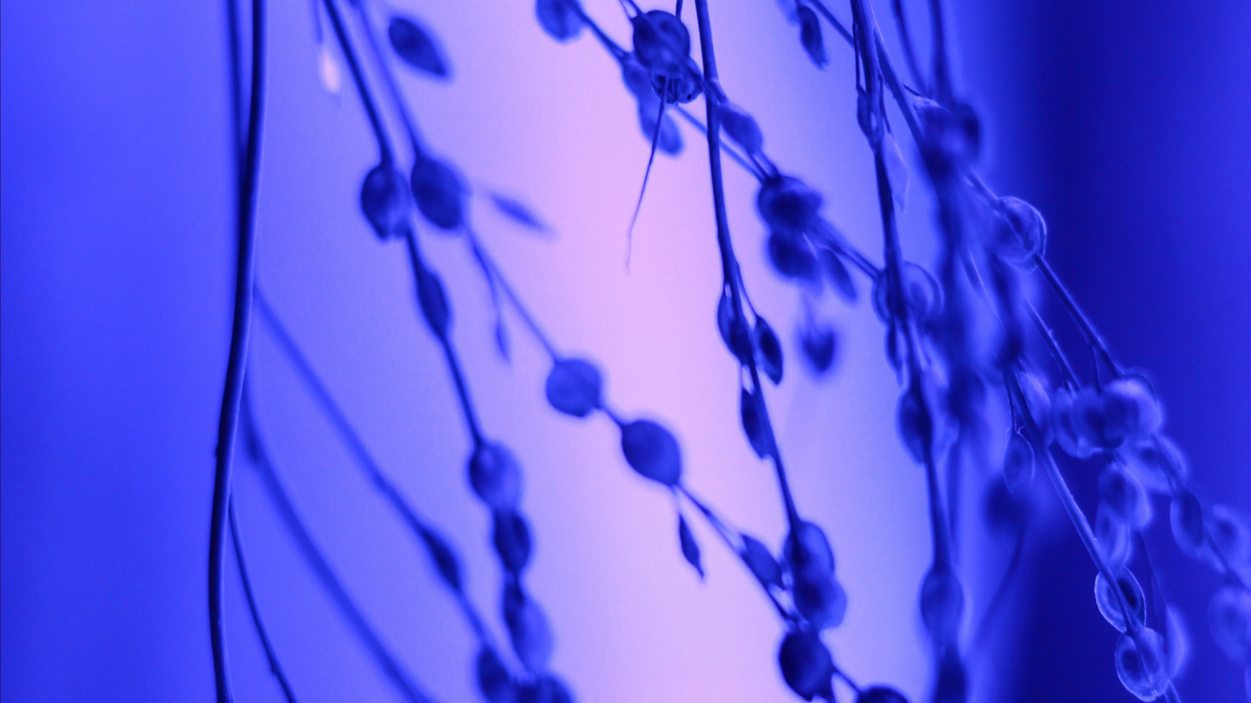 Обои вода, синий кобальт, мажорель синий, синий, электрик в разрешении 2560x1440