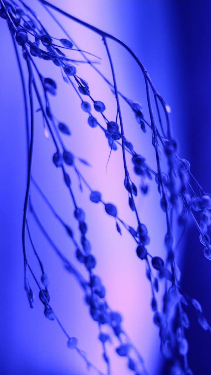 Обои вода, синий кобальт, мажорель синий, синий, электрик в разрешении 720x1280