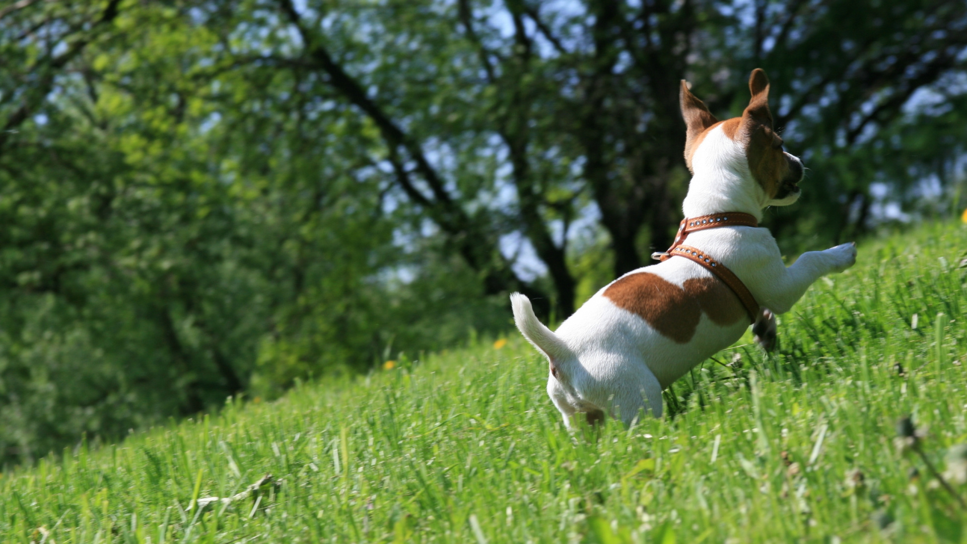 Обои джек рассел терьер, щенок, собака породы, семейство травы, американская эскимосская собака в разрешении 1920x1080