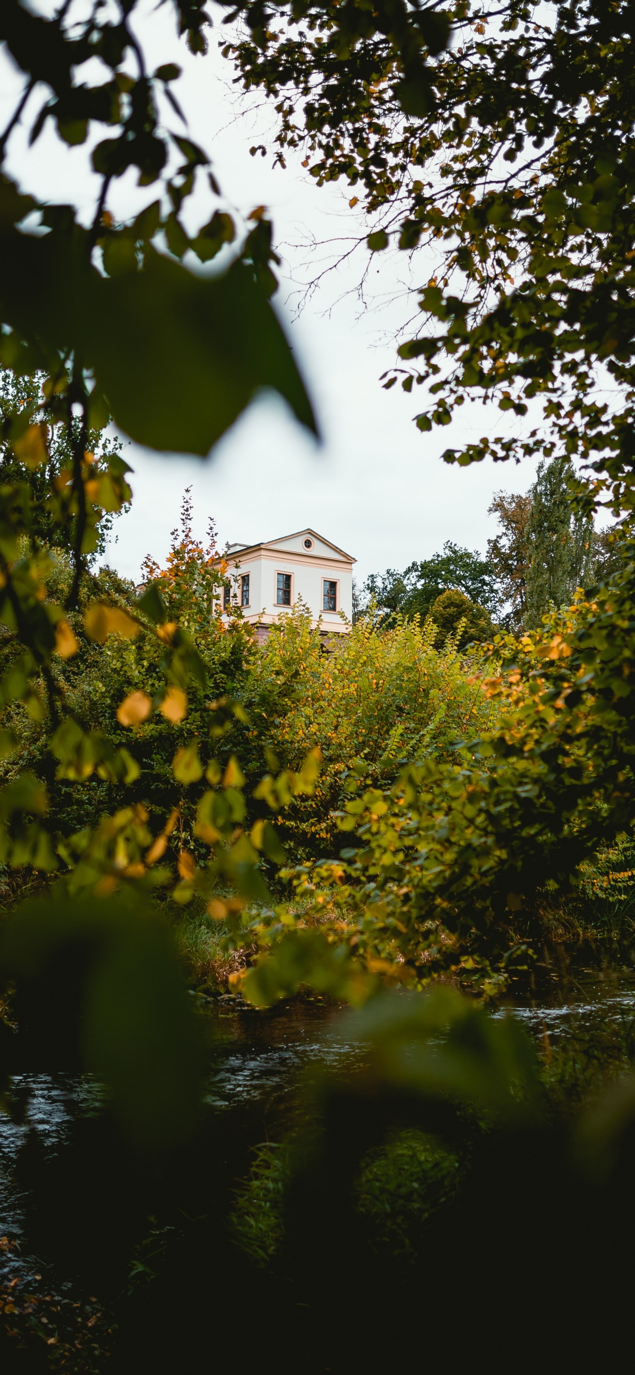 Обои дерево, природа, лист, зеленый, желтый в разрешении 1242x2688