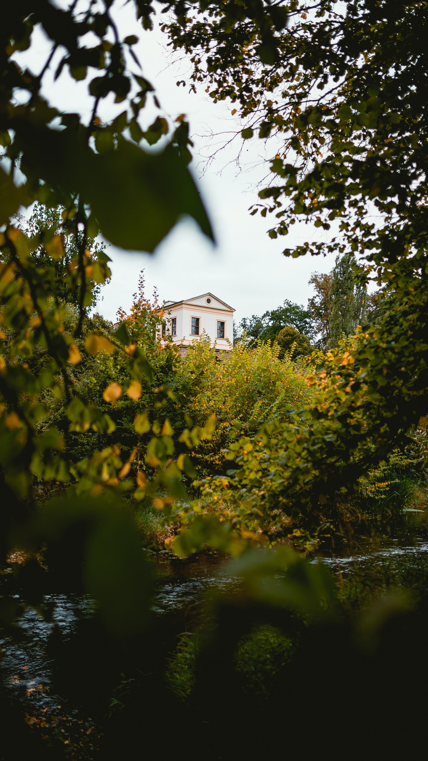 Обои дерево, природа, лист, зеленый, желтый в разрешении 1440x2560