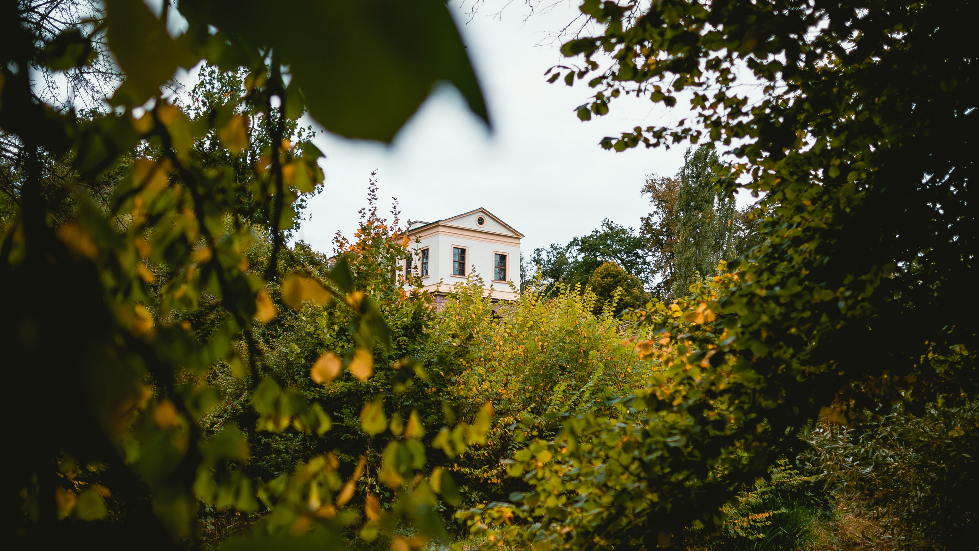 Обои дерево, природа, лист, зеленый, желтый в разрешении 3840x2160