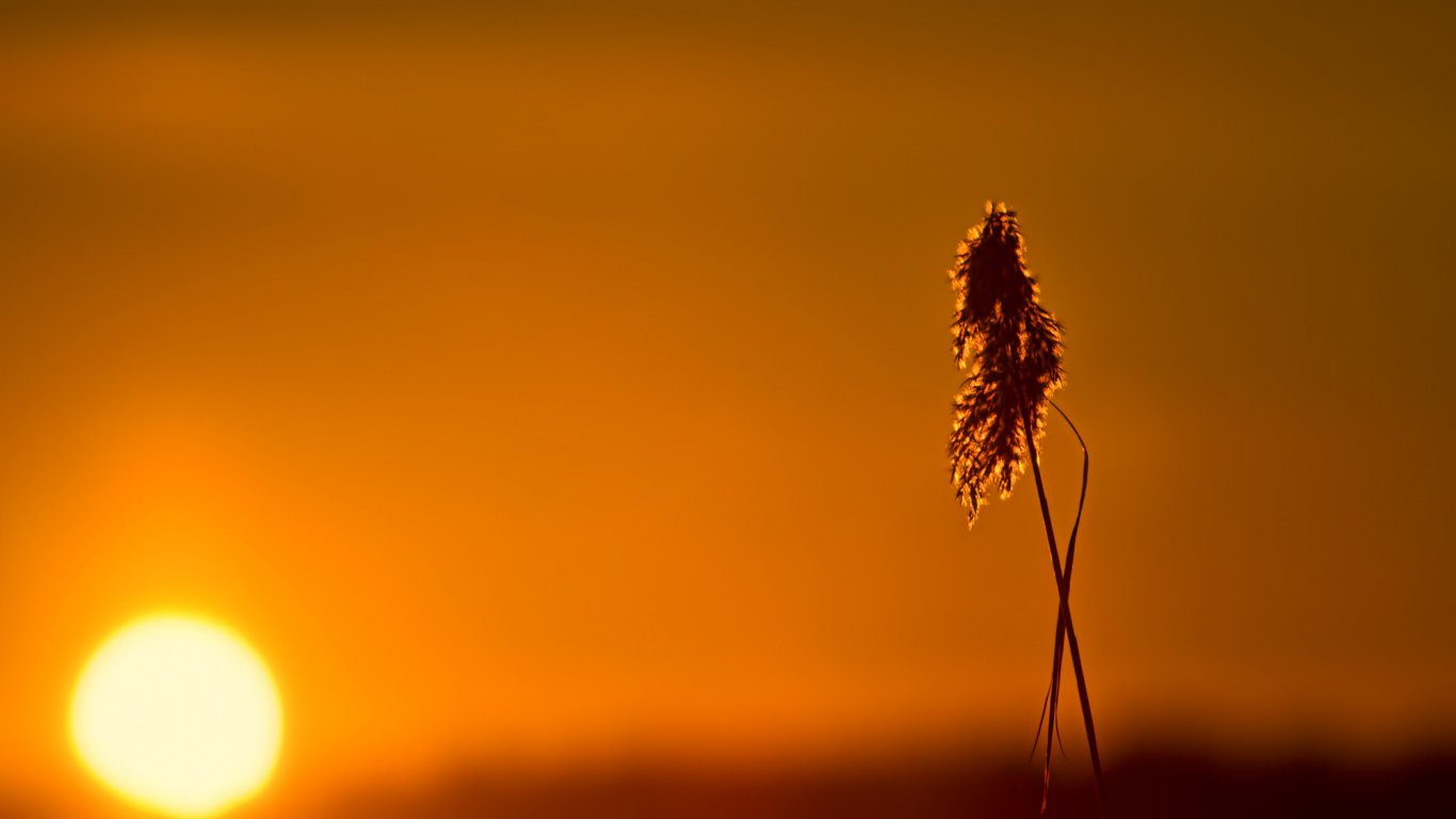 Обои закат, утро, восход солнца, солнце, музыка в разрешении 1366x768