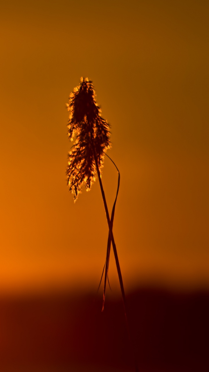 Обои закат, утро, восход солнца, солнце, музыка в разрешении 720x1280