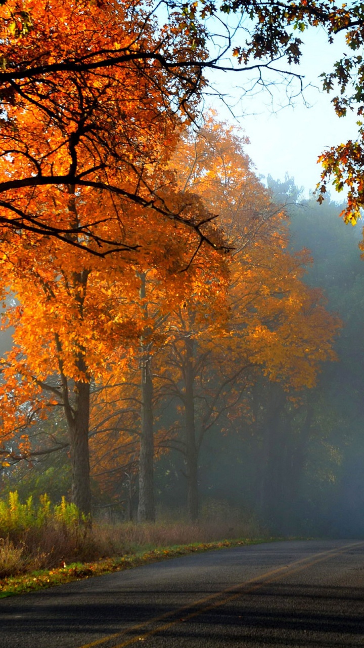 Обои туманная осень, осень, дерево, природа, лист в разрешении 720x1280
