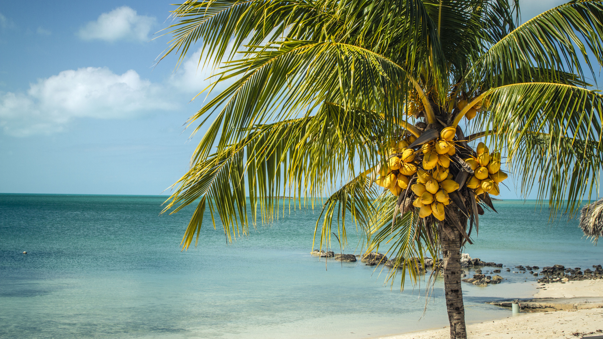 Обои Кокос, море, дерево, тропическая зона, Пальма в разрешении 1920x1080