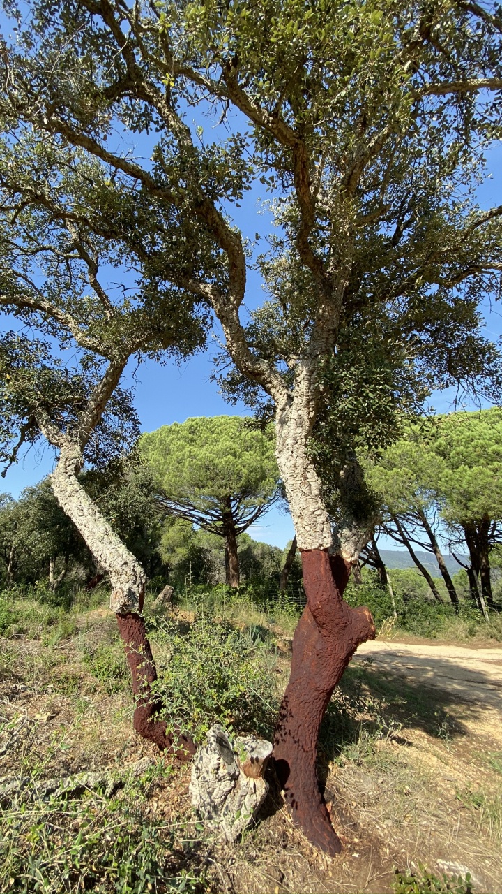 Обои растительность, кустарник, ветвь, растительное сообщество, дерево в разрешении 720x1280