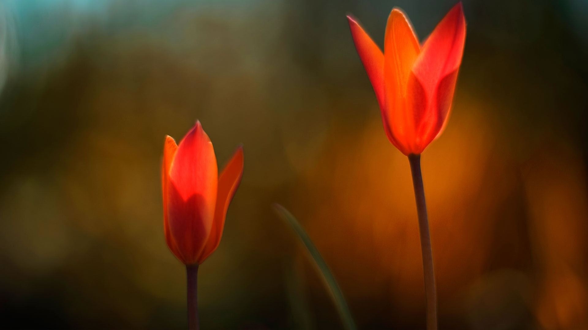 Обои windows, windows 10, цветок, microsoft windows, Корпорация Microsoft в разрешении 1920x1080