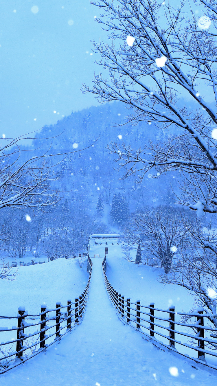 Обои зима, снег, растение, мир, природный ландшафт в разрешении 750x1334