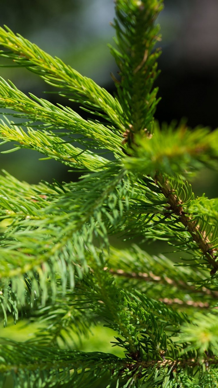 Обои лист, Хвойные, ветвь, вечнозеленое растение, дерево в разрешении 720x1280