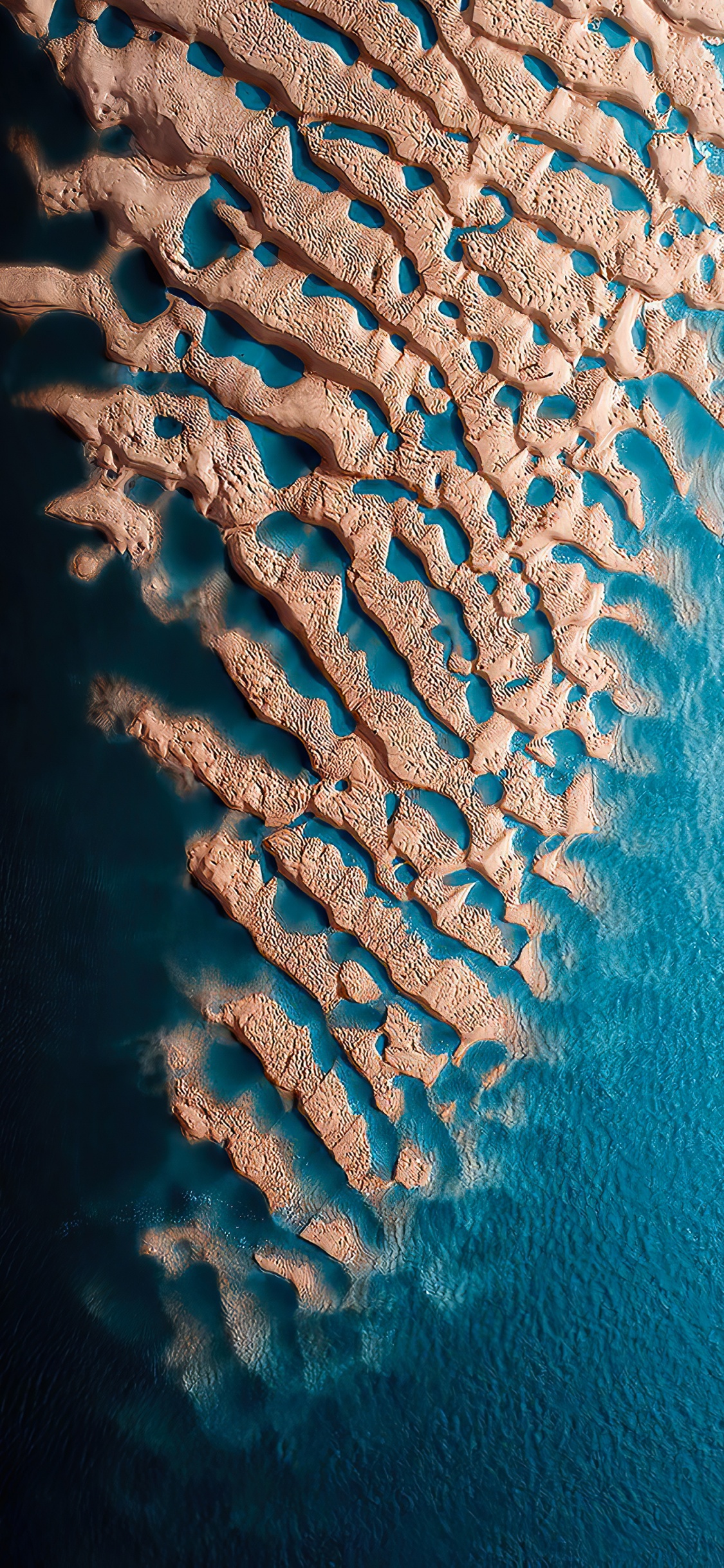 Обои двухсотлетний музей, морская биология, вода, подводная среда, синий в разрешении 1125x2436