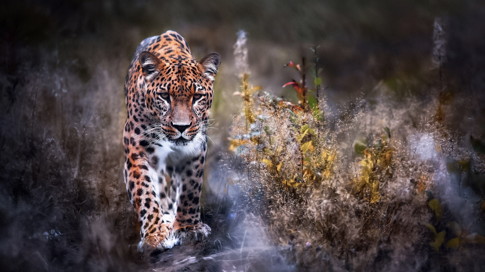 Обои Ягуар, кошачьих, кот, большая кошка, живая природа в разрешении 1920x1080