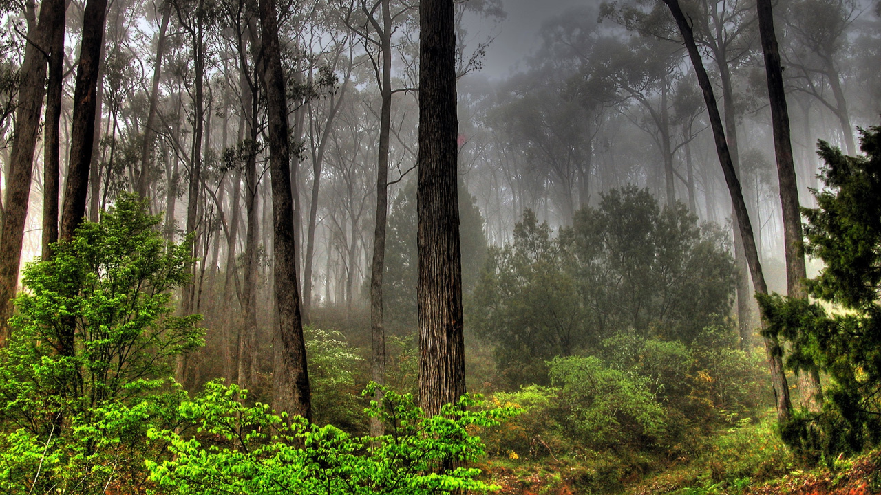 Обои лес, дерево, природа, растительность, лесистая местность в разрешении 1280x720
