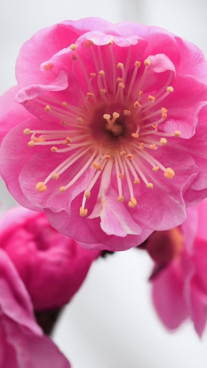 Обои цветок, розовый, лепесток, растение, весна в разрешении 720x1280