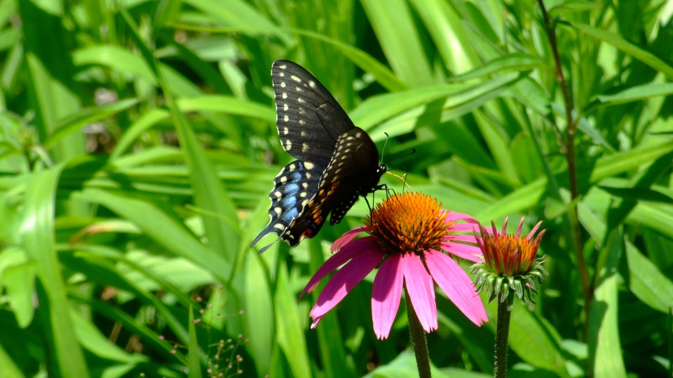Обои насекомое, бабочка, мотыльки и бабочки, опылитель, растение в разрешении 1366x768