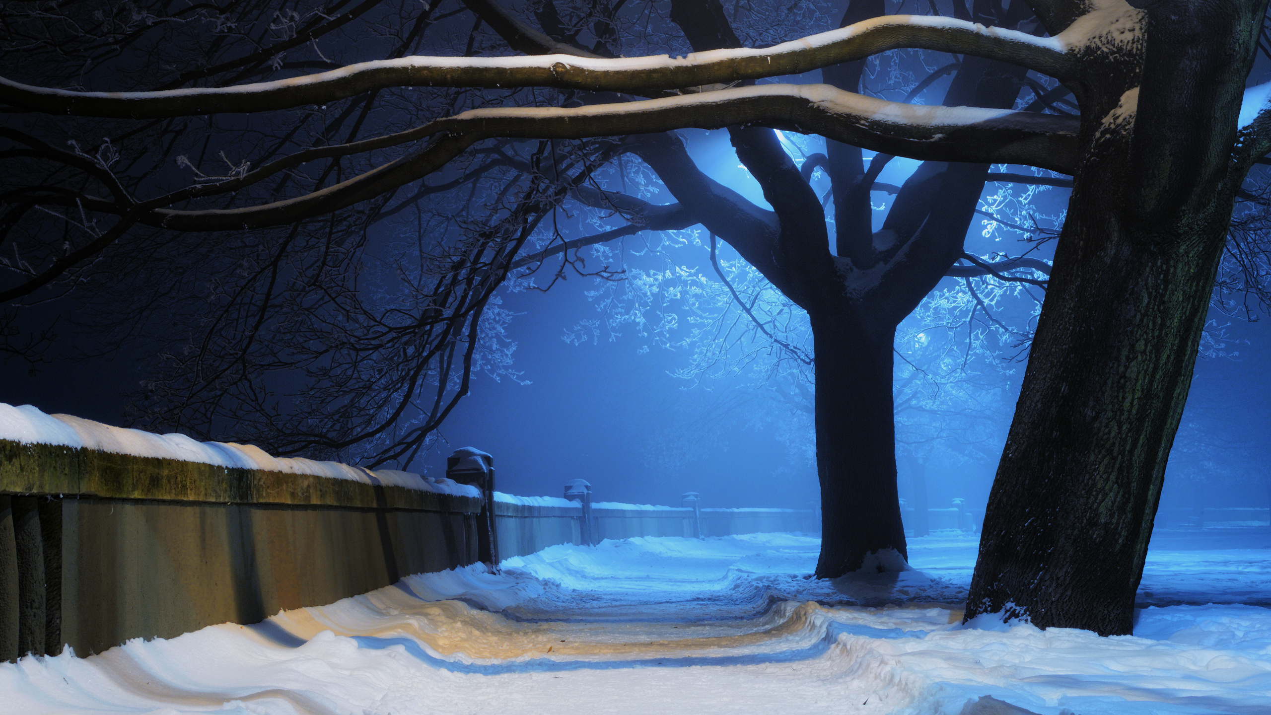 Обои снег, зима, природа, дерево, замораживание в разрешении 2560x1440