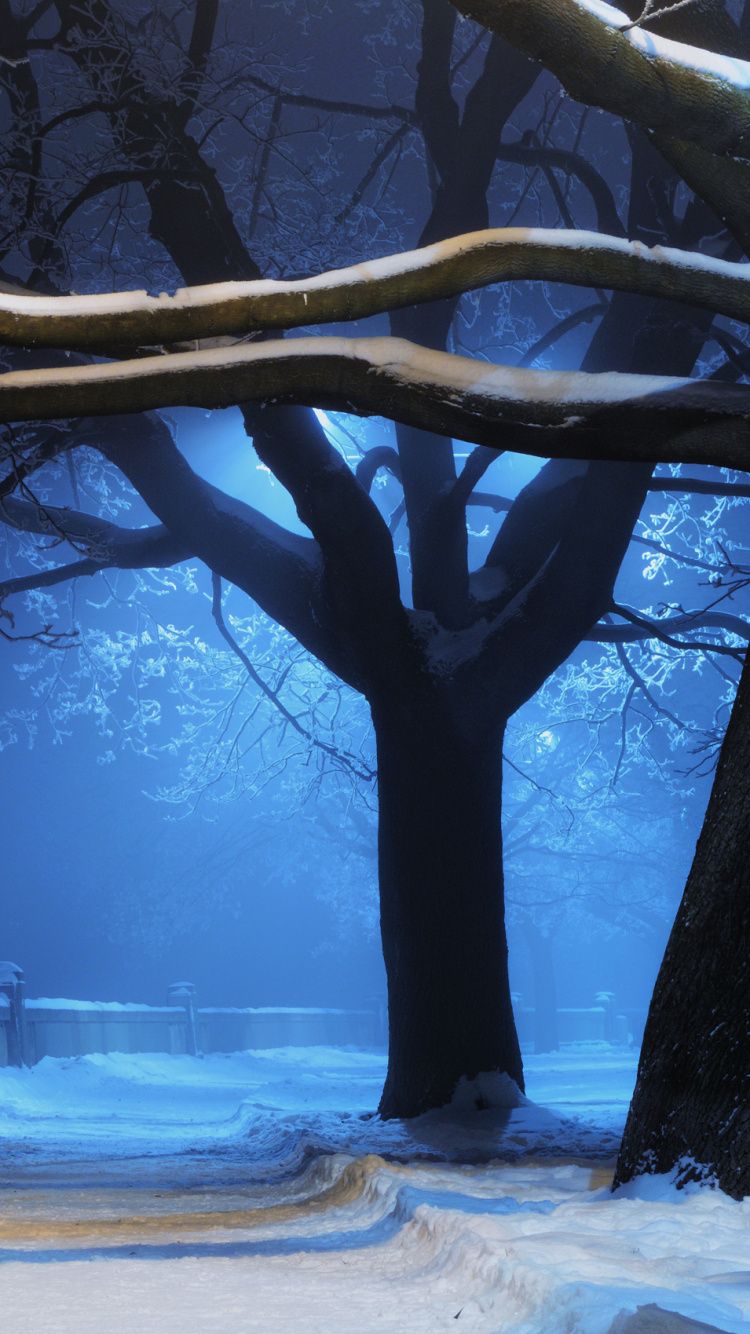 Обои снег, зима, природа, дерево, замораживание в разрешении 750x1334