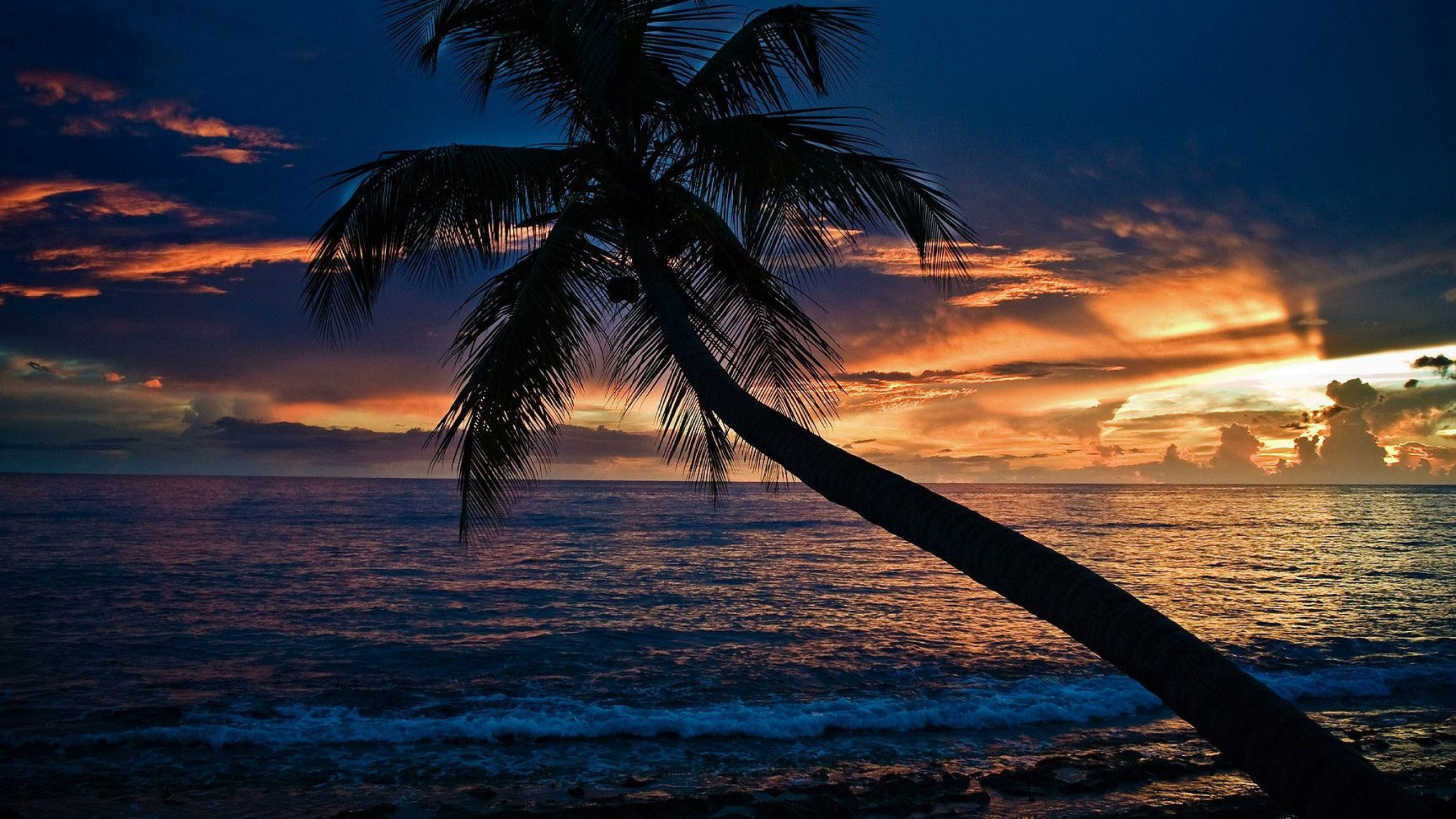 Обои пляж, Пальма, закат, горизонт, тропическая зона в разрешении 2560x1440