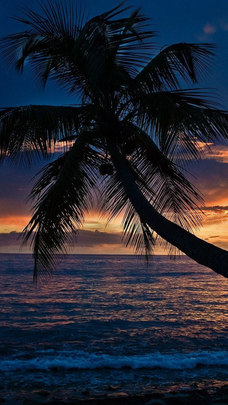 Обои пляж, Пальма, закат, горизонт, тропическая зона в разрешении 750x1334
