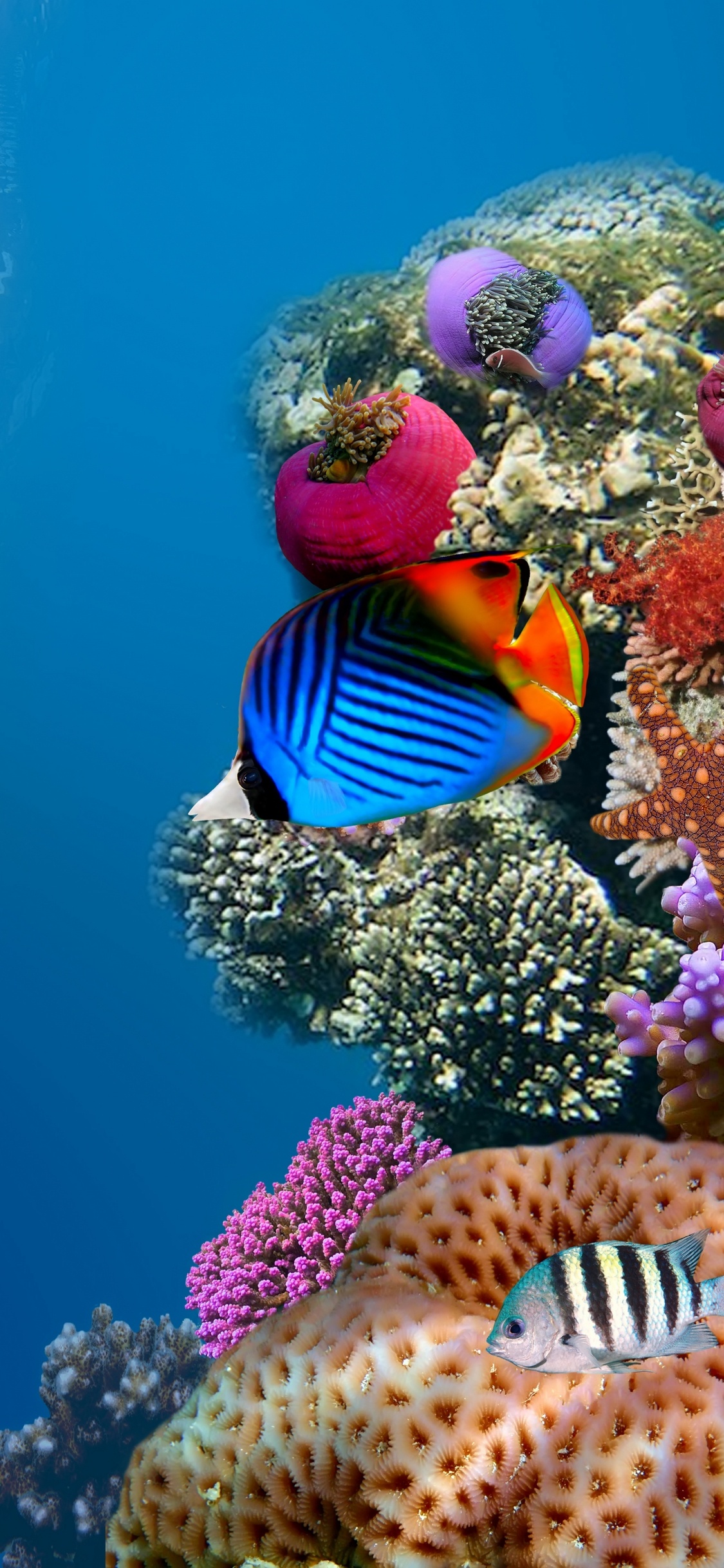 Обои коралловый риф, подземные воды, коралловый риф рыбы, морская биология, рыба в разрешении 1125x2436