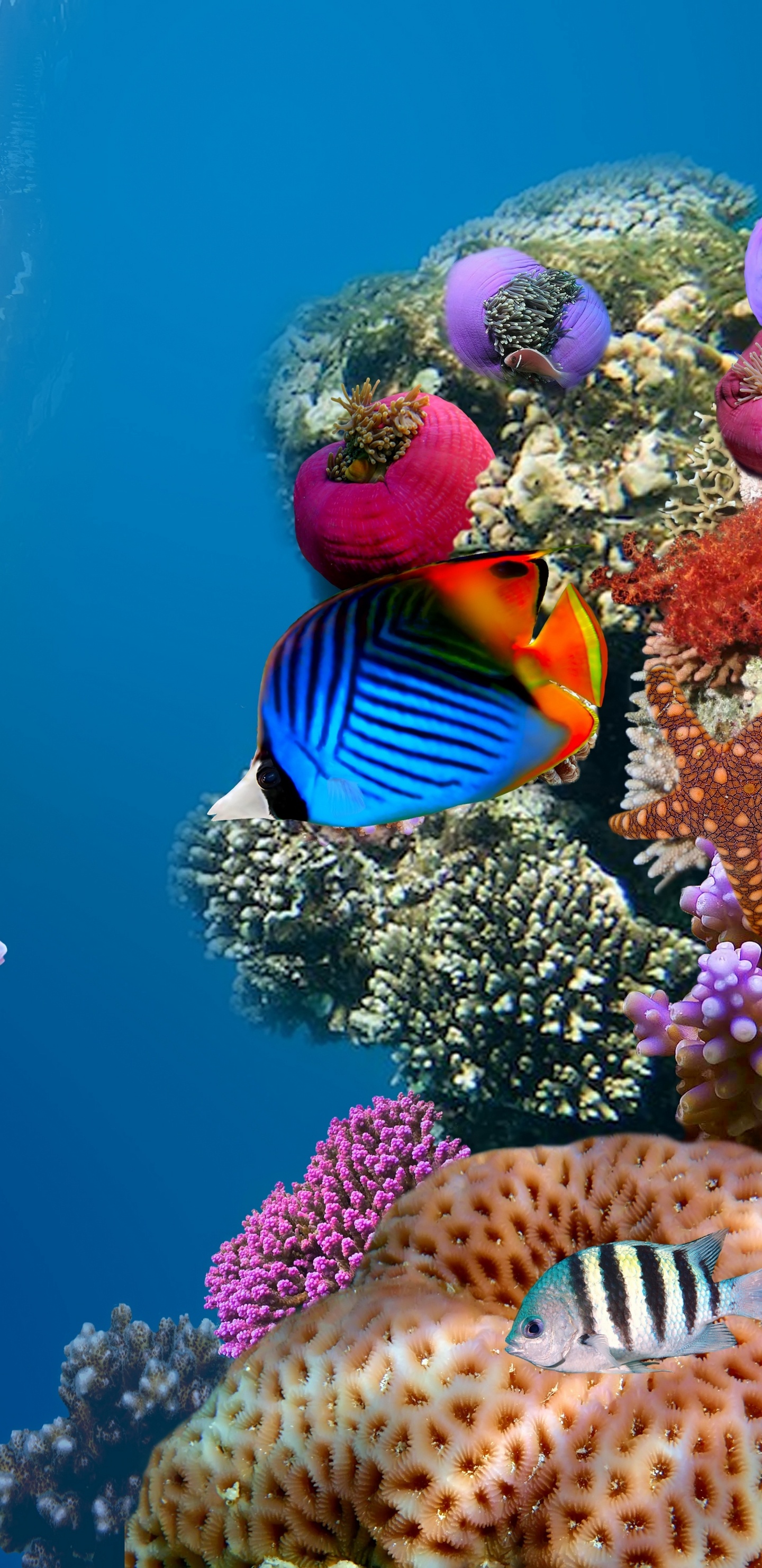 Обои коралловый риф, подземные воды, коралловый риф рыбы, морская биология, рыба в разрешении 1440x2960