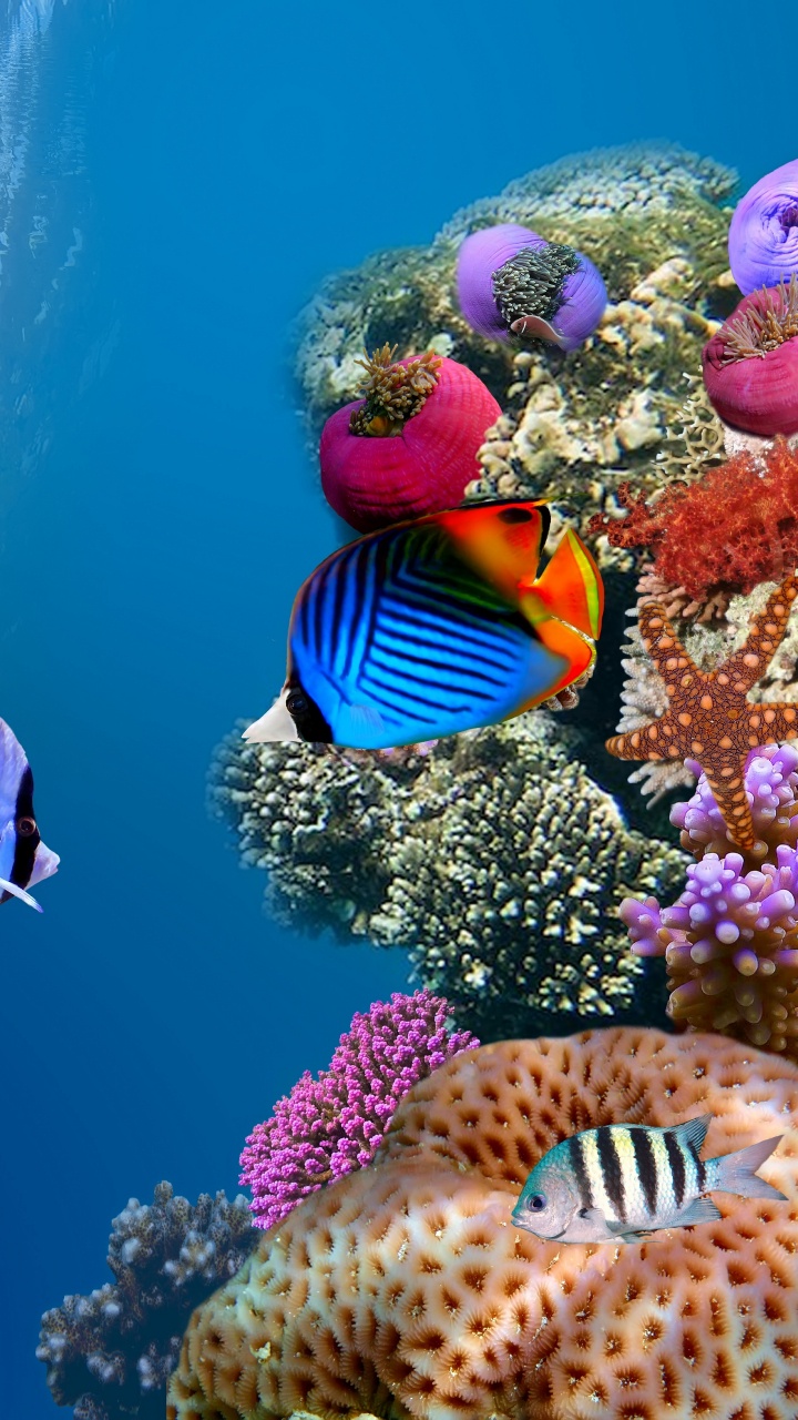 Обои коралловый риф, подземные воды, коралловый риф рыбы, морская биология, рыба в разрешении 720x1280