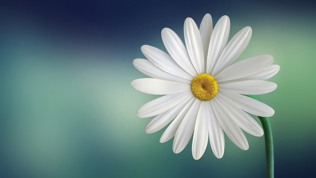 Обои цветок, белые, лепесток, Маргаритка, oxeye Дейзи в разрешении 1280x720