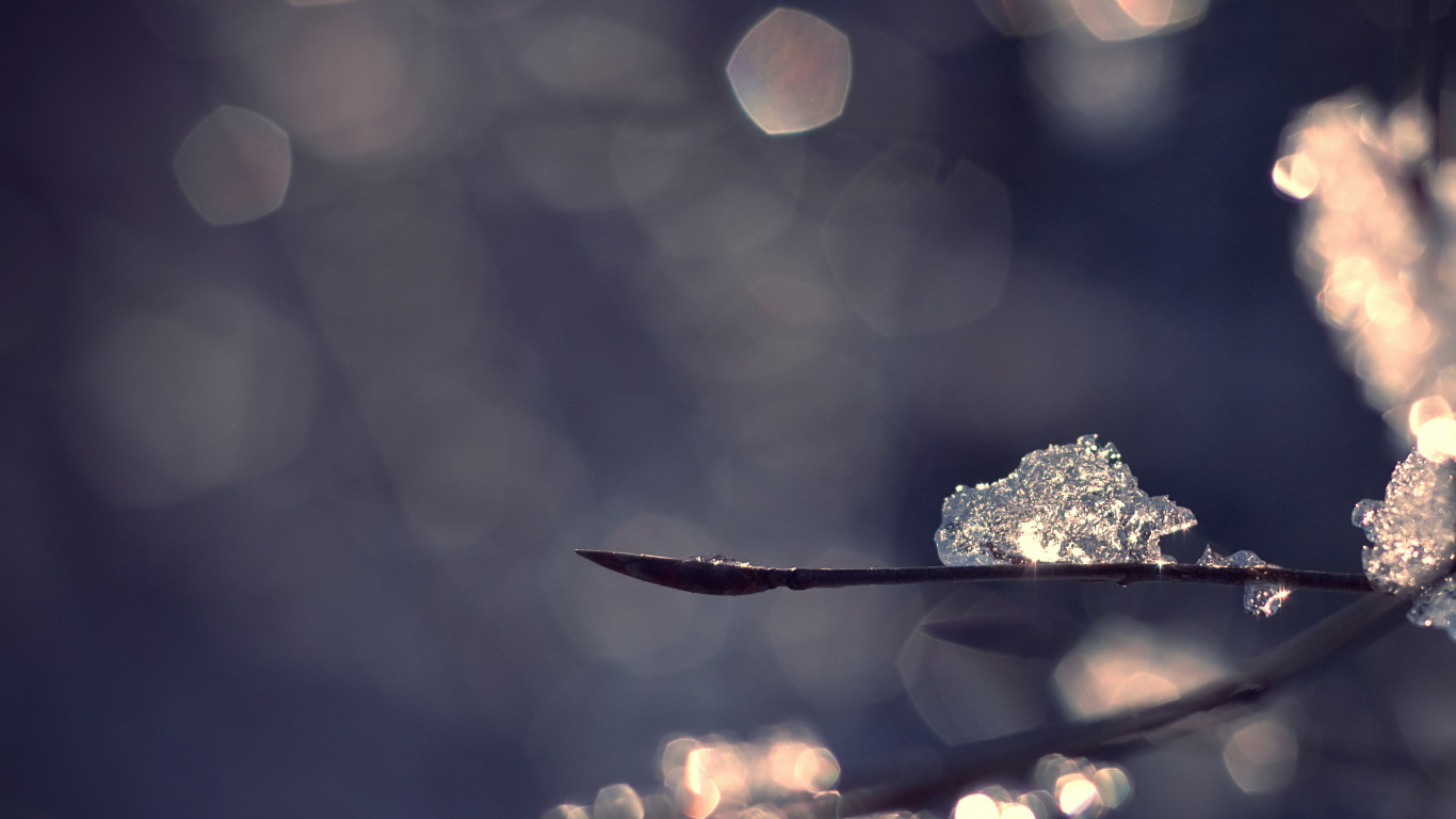 Обои вода, свет, ветвь, зима, солнечный свет в разрешении 1366x768