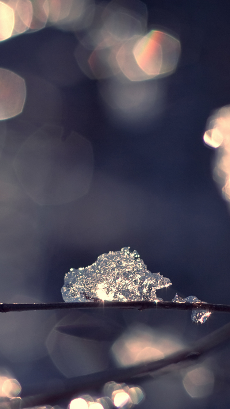 Обои вода, свет, ветвь, зима, солнечный свет в разрешении 750x1334