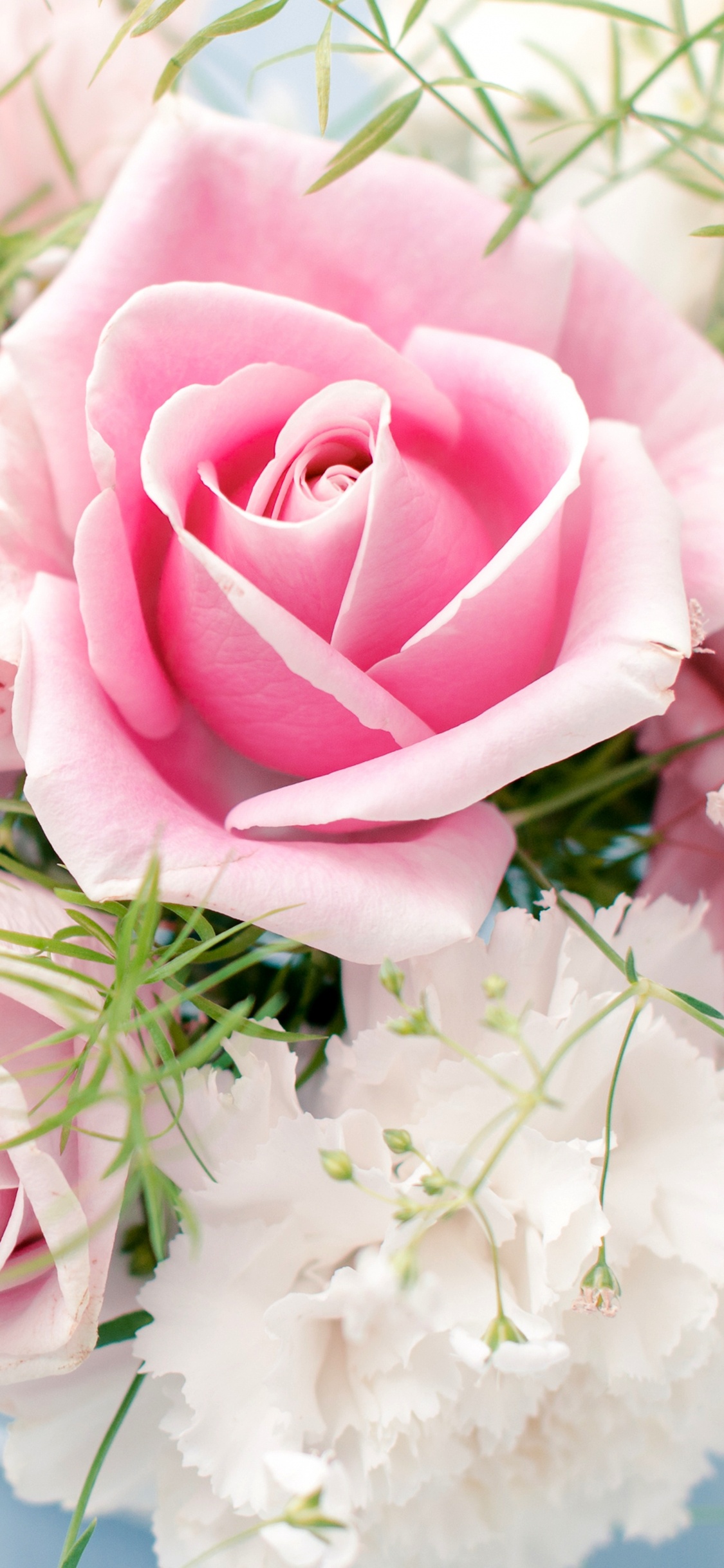 Обои Роза, цветочный букет, розовые цветы, розовый, сад роз в разрешении 1125x2436