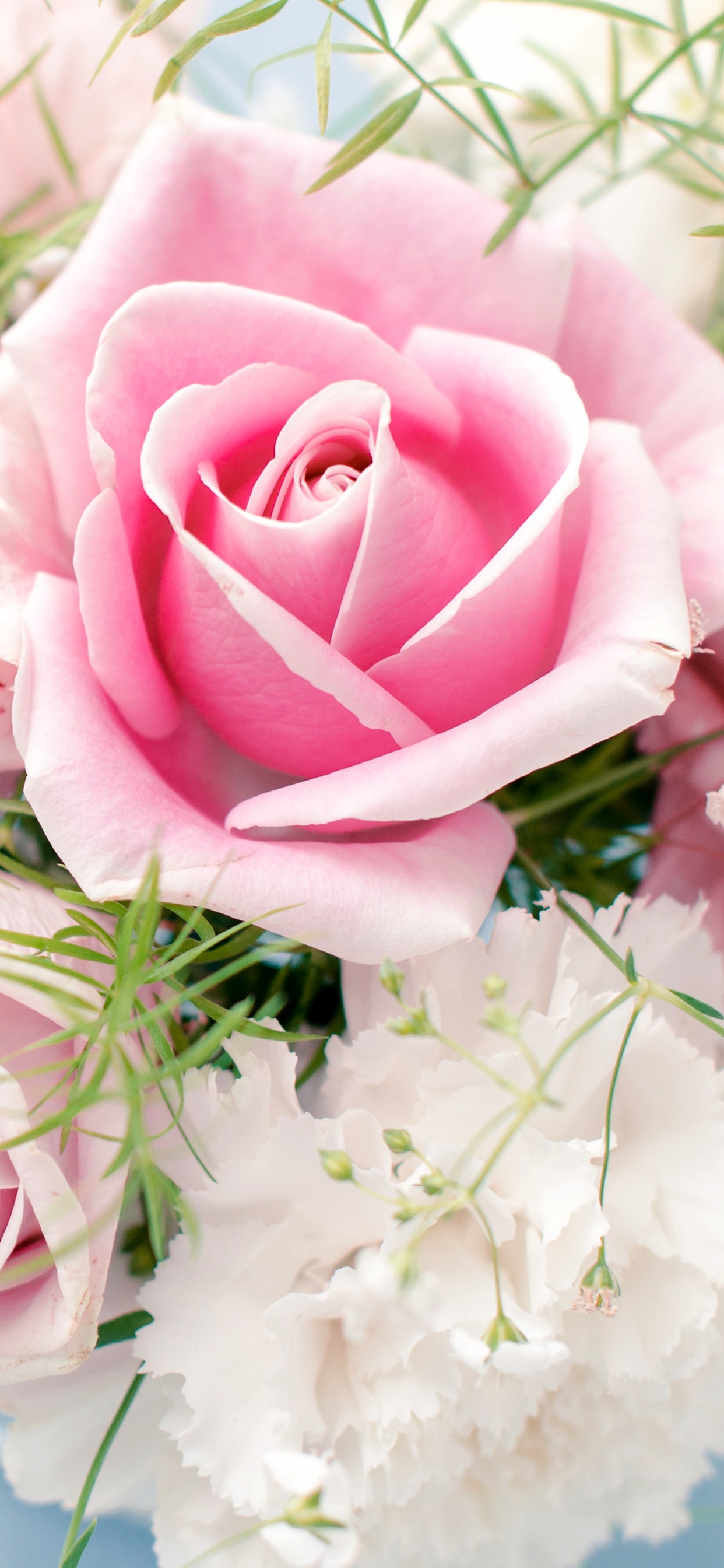 Обои Роза, цветочный букет, розовые цветы, розовый, сад роз в разрешении 1242x2688