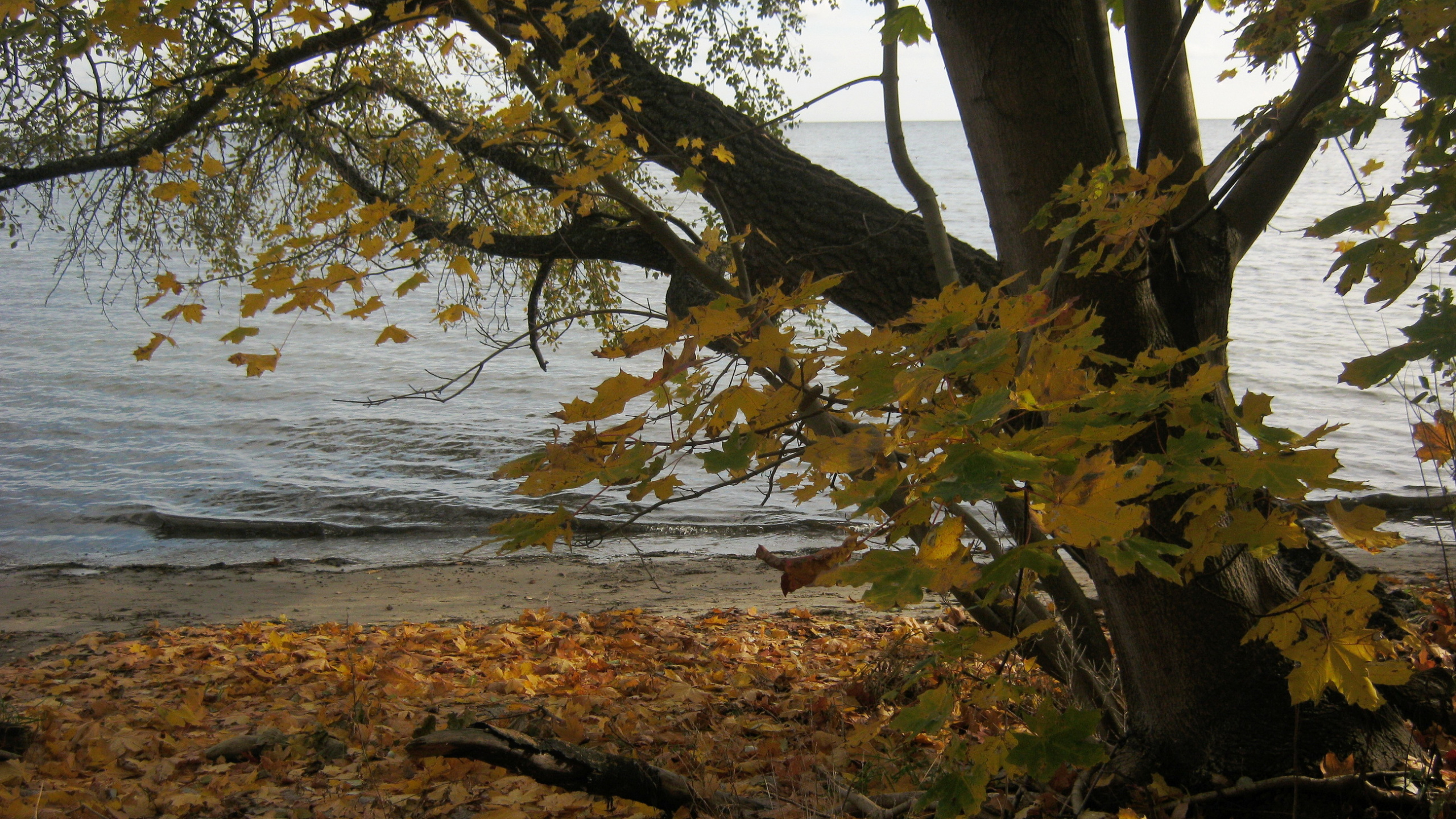 Обои дерево, лист, осень, вода, ветвь в разрешении 2560x1440