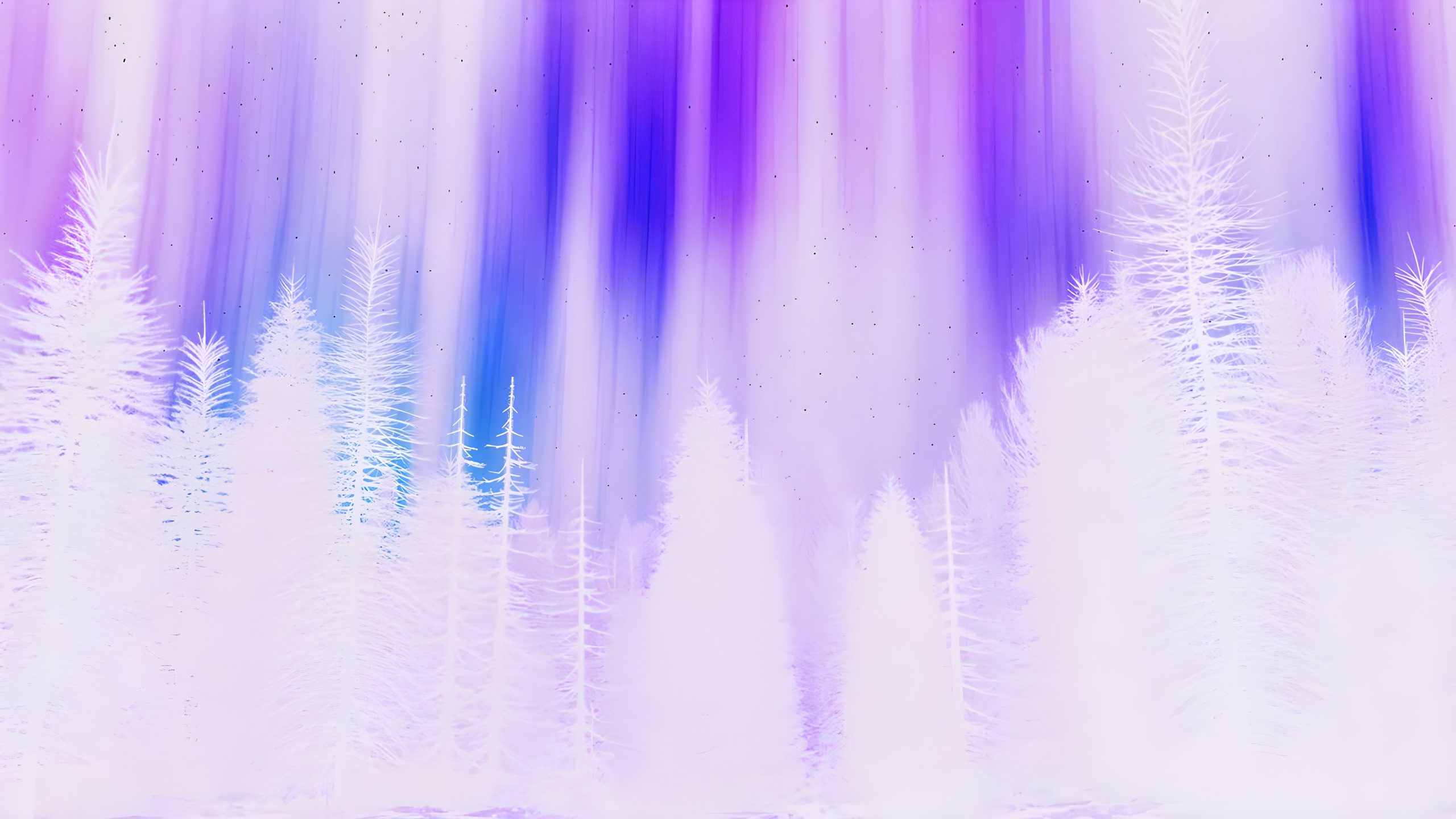 Обои фиолетовый белый, белые, пурпур, растение, Фиолетовый в разрешении 2560x1440