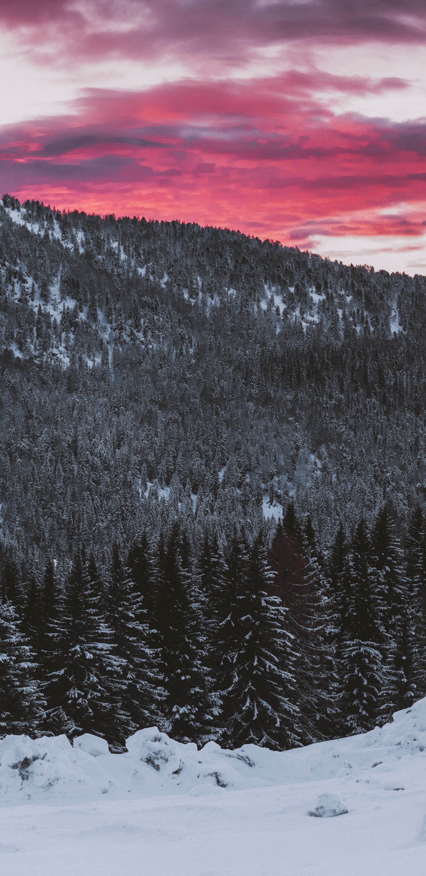 Обои снег, зима, гора, дерево, облако в разрешении 1440x2960