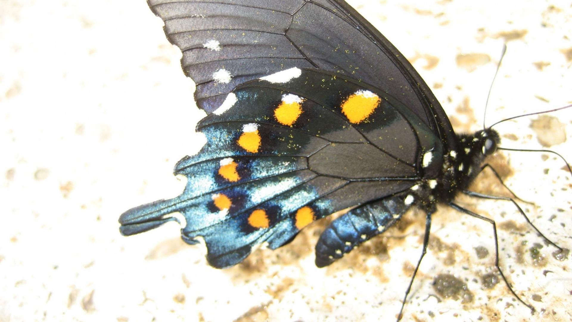 Обои мотылек, насекомое, Pipevine Махаон, членистоногое, бабочка Махаон в разрешении 1920x1080