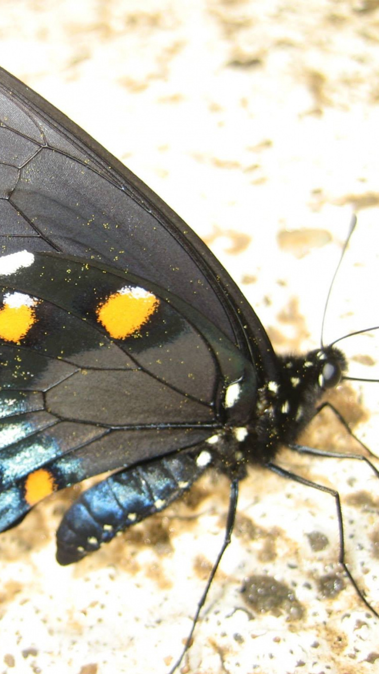 Обои мотылек, насекомое, Pipevine Махаон, членистоногое, бабочка Махаон в разрешении 750x1334