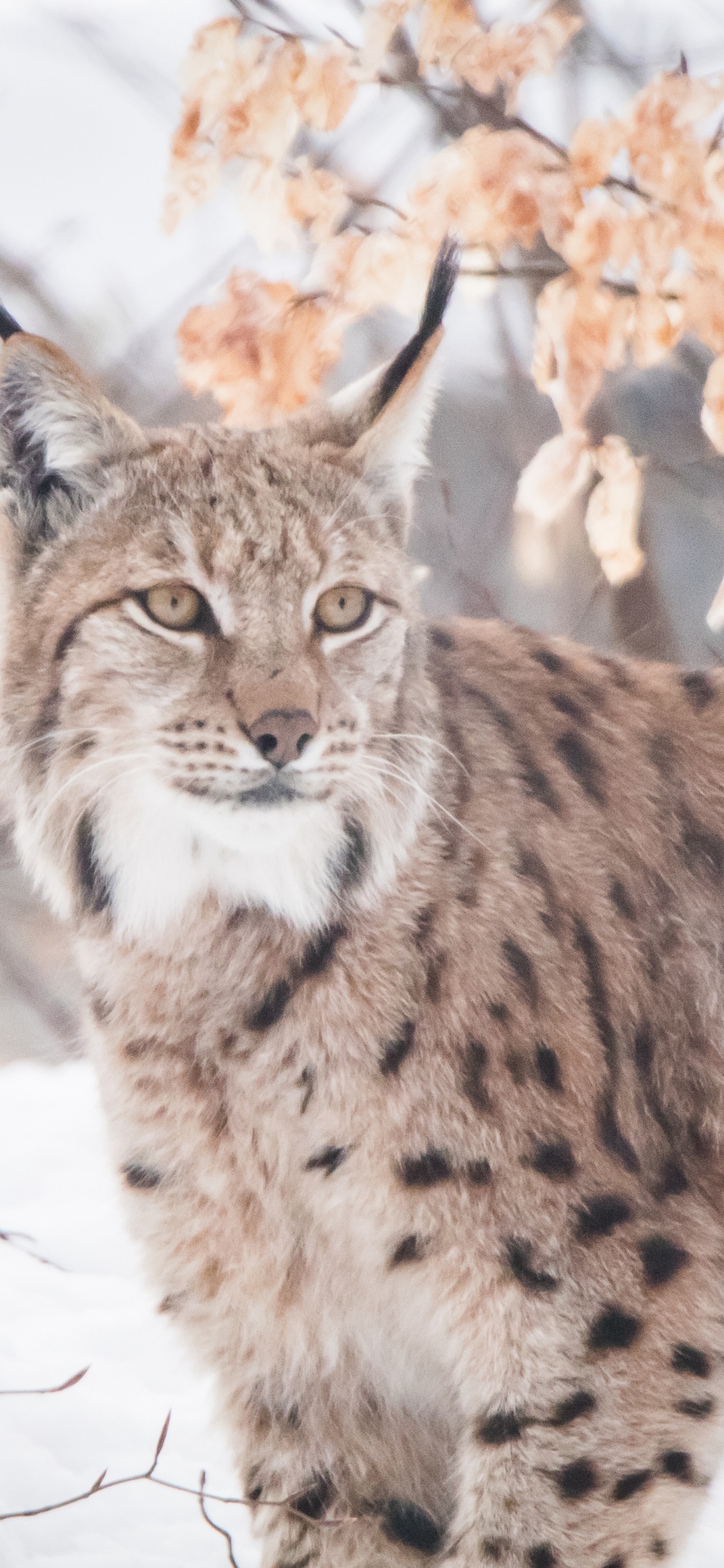 Обои кошачьих, рысь, Дикая кошка, кот, живая природа в разрешении 1125x2436