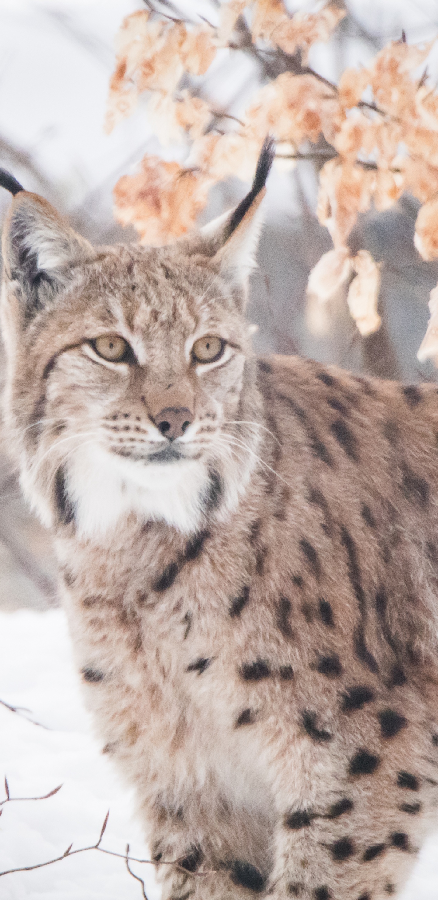 Обои кошачьих, рысь, Дикая кошка, кот, живая природа в разрешении 1440x2960