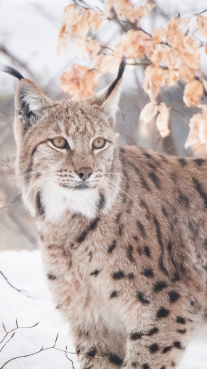 Обои кошачьих, рысь, Дикая кошка, кот, живая природа в разрешении 720x1280