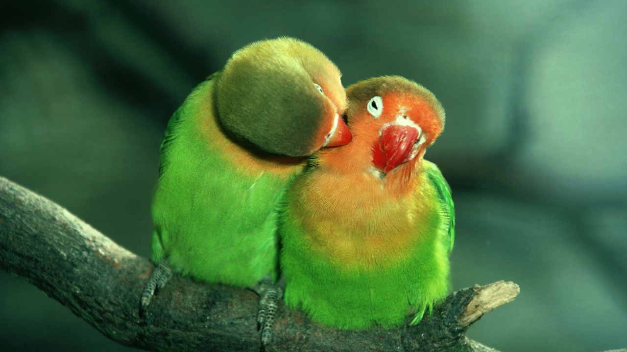 Обои Неразлучник, птица, попугай, клюв, длиннохвостый попугай в разрешении 1280x720