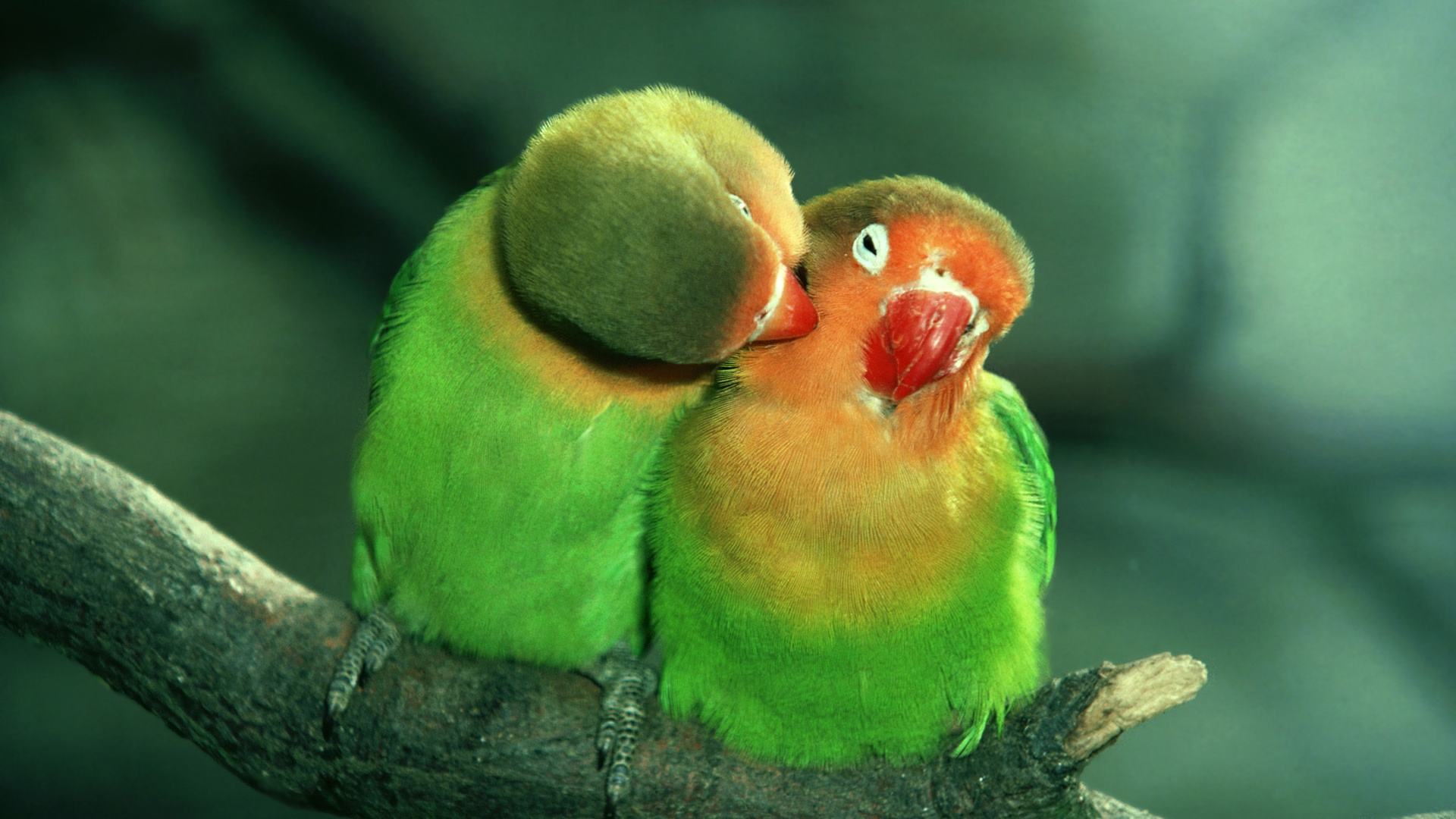 Обои Неразлучник, птица, попугай, клюв, длиннохвостый попугай в разрешении 1920x1080