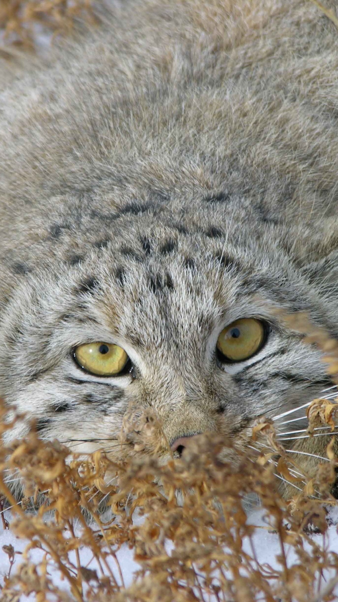 Обои Дикая кошка, pallass кот, котенок, кошачьих, живая природа в разрешении 1080x1920